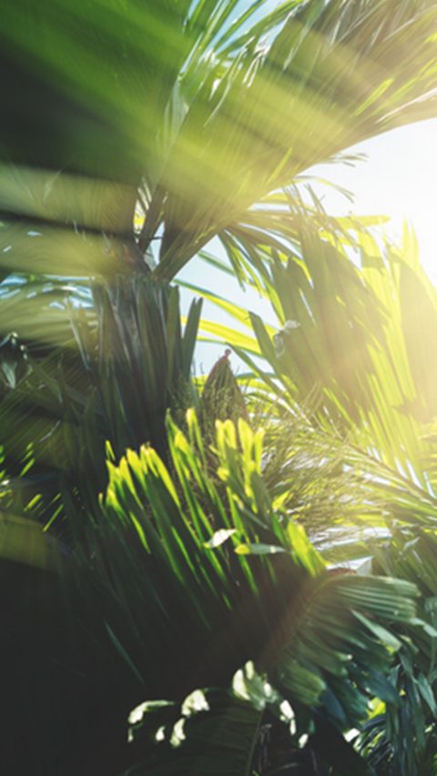 very lush green garden jungle filled with palms and bright light shining