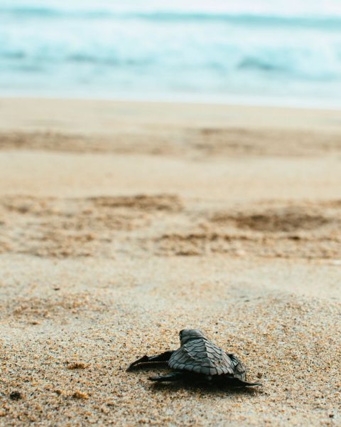 sea turtle hatchling