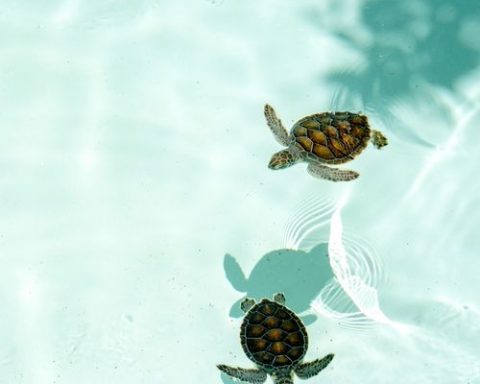 sea turtle hatchlings
